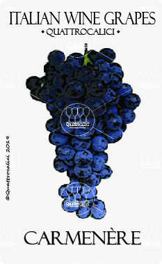 Cabernet italiano - Quattrocalici - Italian Wine Grapes