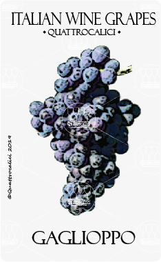 Gaglioppo - Quattrocalici - Italian Wine Grapes