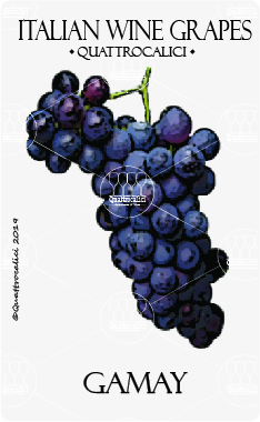 Gamay - Quattrocalici - Italian Wine Grapes