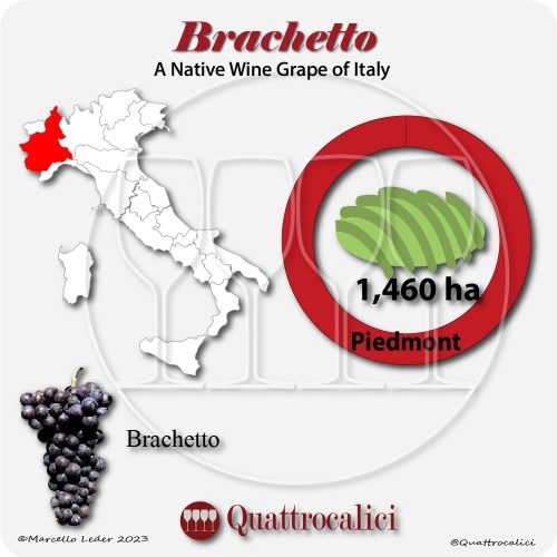 Brachetto - Quattrocalici - Italian Wine Grapes