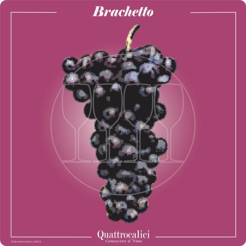 Brachetto - Quattrocalici - Italian Wine Grapes